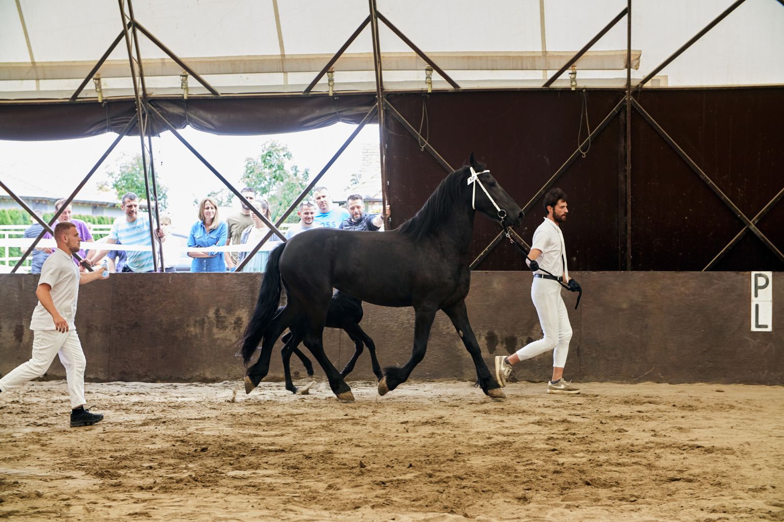 KFPS ROYAL FRIESIAN